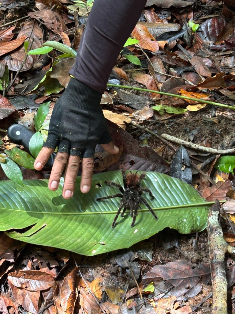 aranha encontrada no caminho durante a caminhada na selva