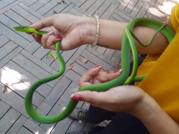 snake in Musa Amazonian Museum